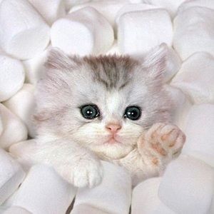 IMPORTANT INFORMATION BELOW ⭐️ SHOP GUIDELINES